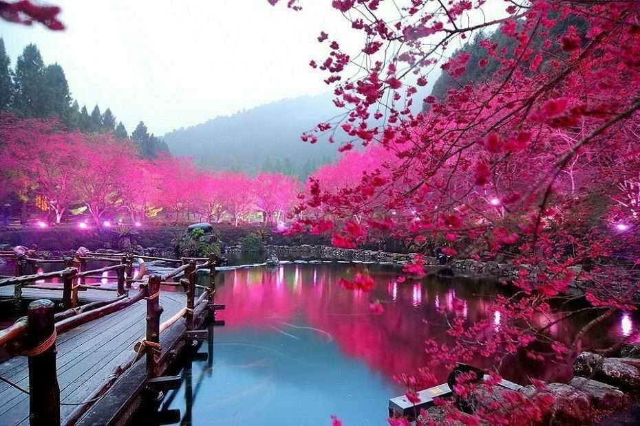 english-teaching-experience-in-japan-beautiful-cherry-blossoms-by-a-lake-and-a-wooden-bridge