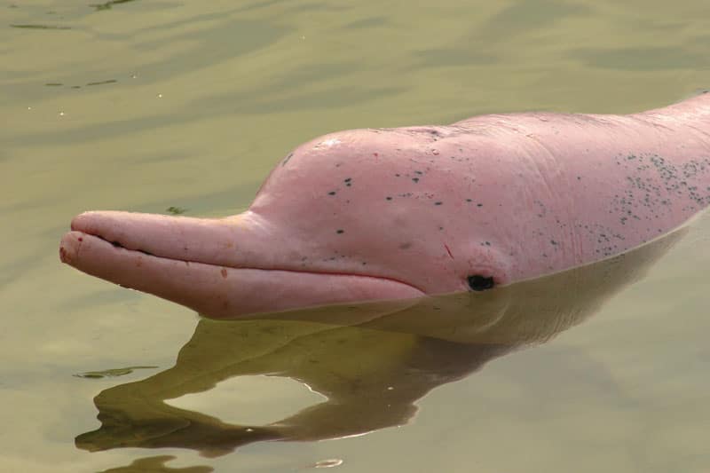 pink-dolphin-in-the-rain-forest-that-expat-teachers-visit