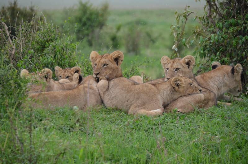 visit-lions-if-you-teach-english-in-kenya